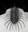 Alien Looking Spiny Quadrops Trilobite - #36171-5